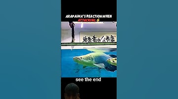 Arapaima Too Slow For Cat Reflexes! ☠️💀#trending #animals #wildlife #cat #shorts #fish #arapaima
