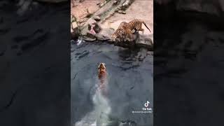 مجموعة من النمور تحاول الإمساك بقطعة لحم وتسقط في الماء
