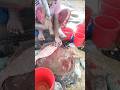 marketing fish cutting performers 2 kilo ফ্রিজ ফ্রিজ কলিজার ভাইয়েরা সাবস্ক্রাইব করে দিবেন