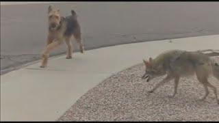 Is it safe for a dog to play with a wild coyote?