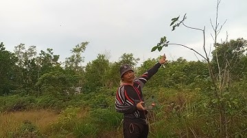 Apil balik mikat serindit di spot legand tompinai.