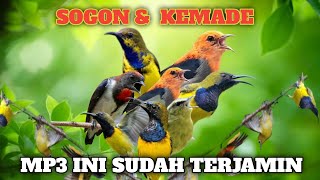 Suara pikat burung sogon dan kemade ribut ❗ MP3 paling ampuh dan terjemin 💯 