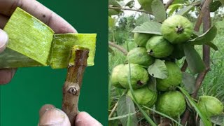 Propagation Guava Tree Small Cutting | with Aloe vera gel