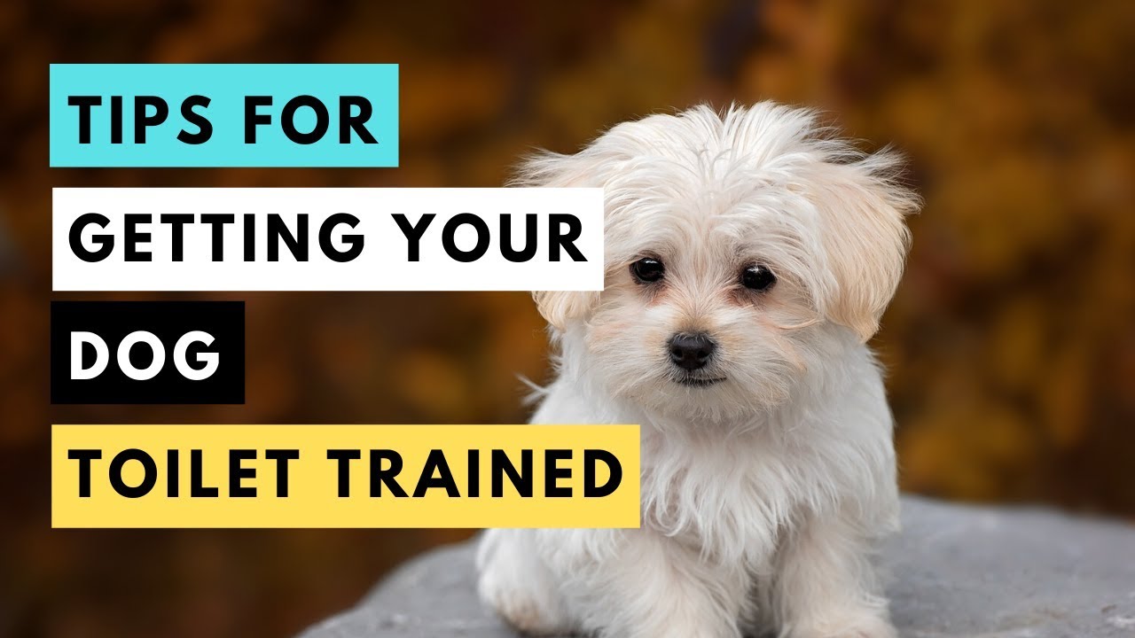 Tips To Toilet Train Your Dog YouTube