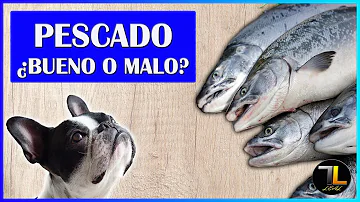 ¿Qué pescado no pueden comer los perros?