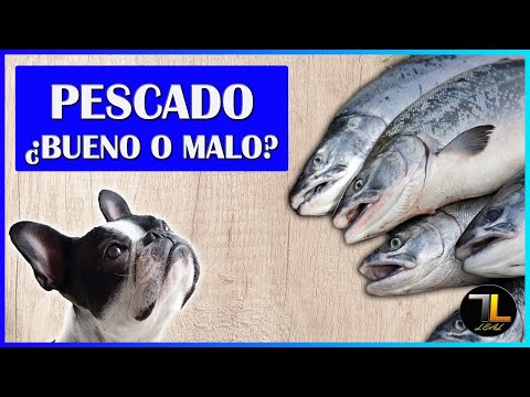 Video: Cómo inducir el parto en perros