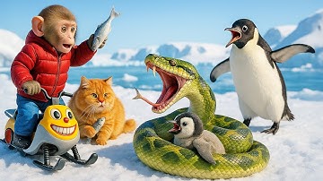 🐵🐱Monkey & Fat Orange Cat Save Baby Penguin from Giant Snake on Ice and Share Grilled Fish by Fire🐧