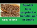 Semi di lino: proprietà e benefici per la salute