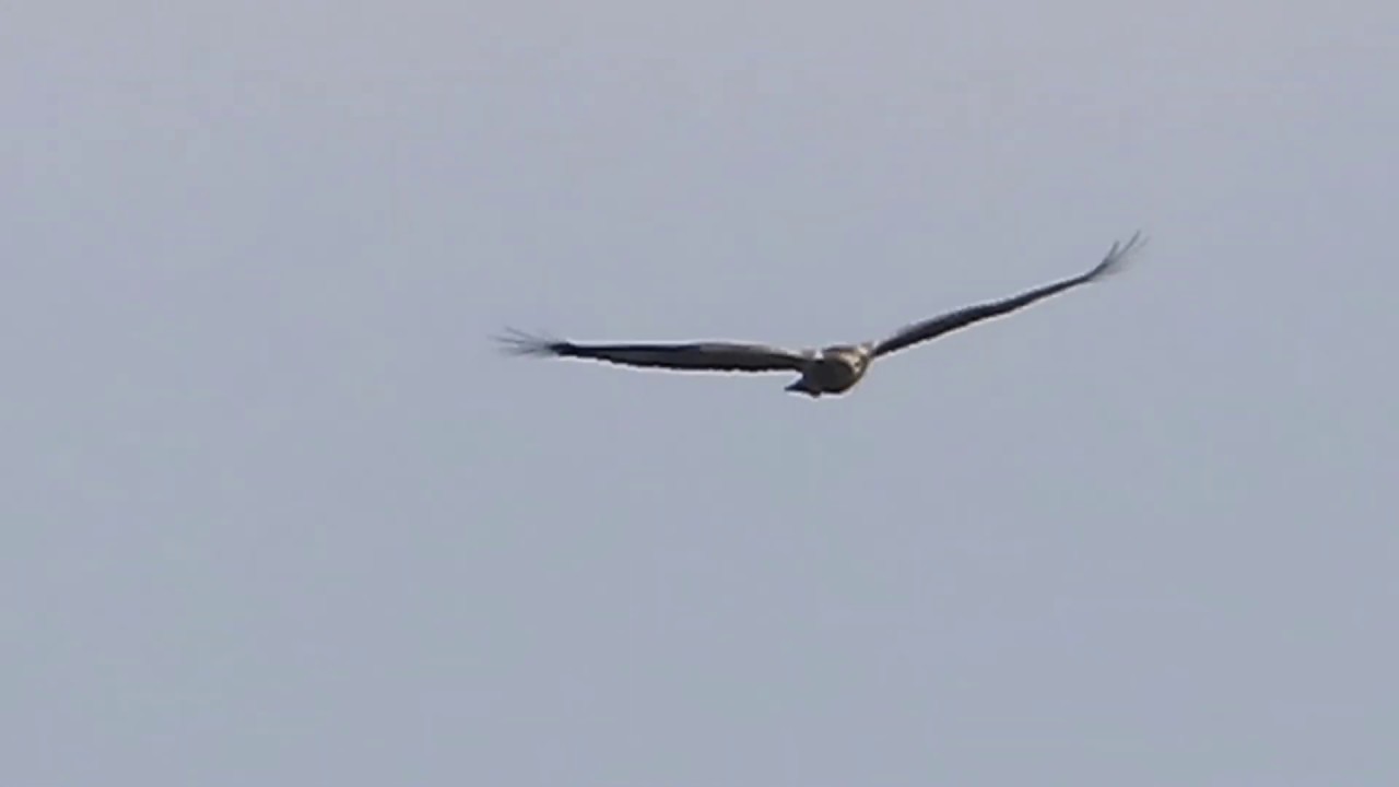 White Bellied Sea Eagle Hunting 