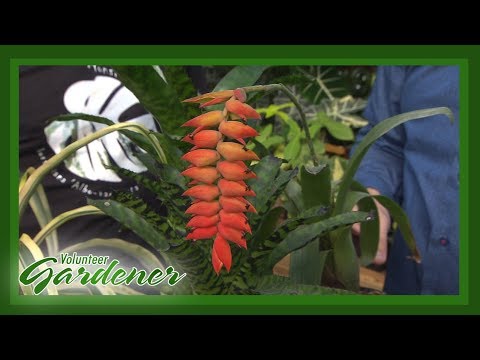 Video: Sky Plant Bromeliads - Si të rritet një bimë qiellore Tillandsia