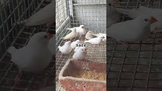 finch breeding pair sale in india price joynagar mozilpur #finch #birds