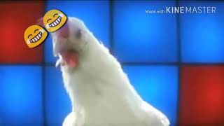 اغنية الدجاجه 🐓🐓😂😂😂 قوق قيق