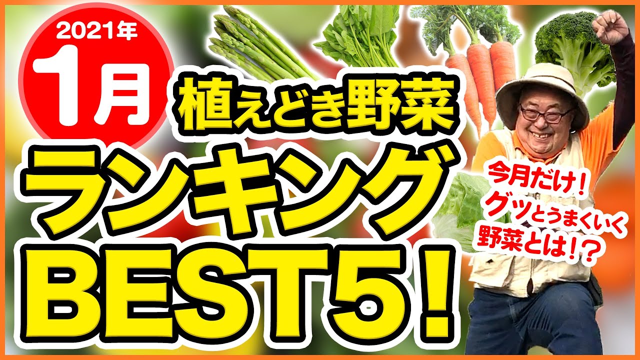 家庭菜園 11月現在の畑の野菜の紹介 畑の枠に畝作成と種まき 的youtube視頻效果分析報告 Noxinfluencer