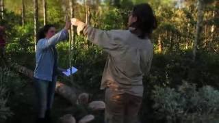 Making allometric sample of grevillea robusta in Corrientes - Argentina
