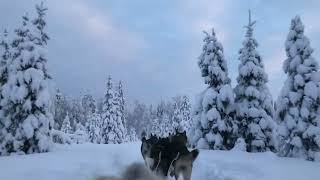 Husky riding in Finland