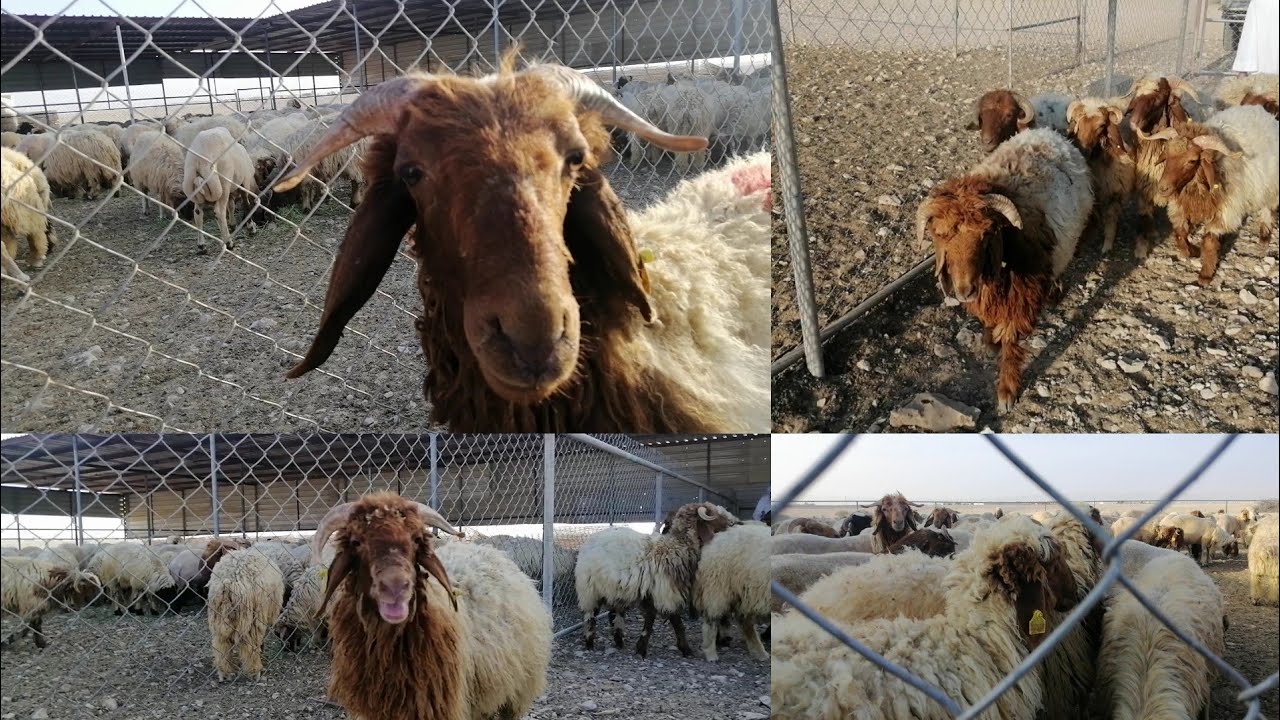 Qatar Doha market Bakre for Eid al-Adha 2021