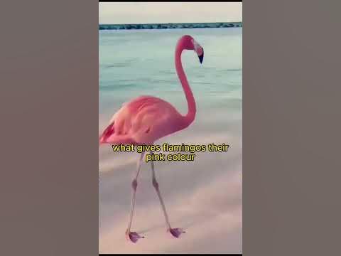Why flamingos pink #shorts #flamingo #pink - YouTube