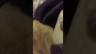 Playing With My Brothers Cat