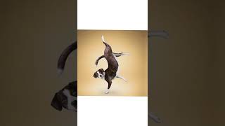 Смешные йога-собаки|Funny Yoga Dogs🤣