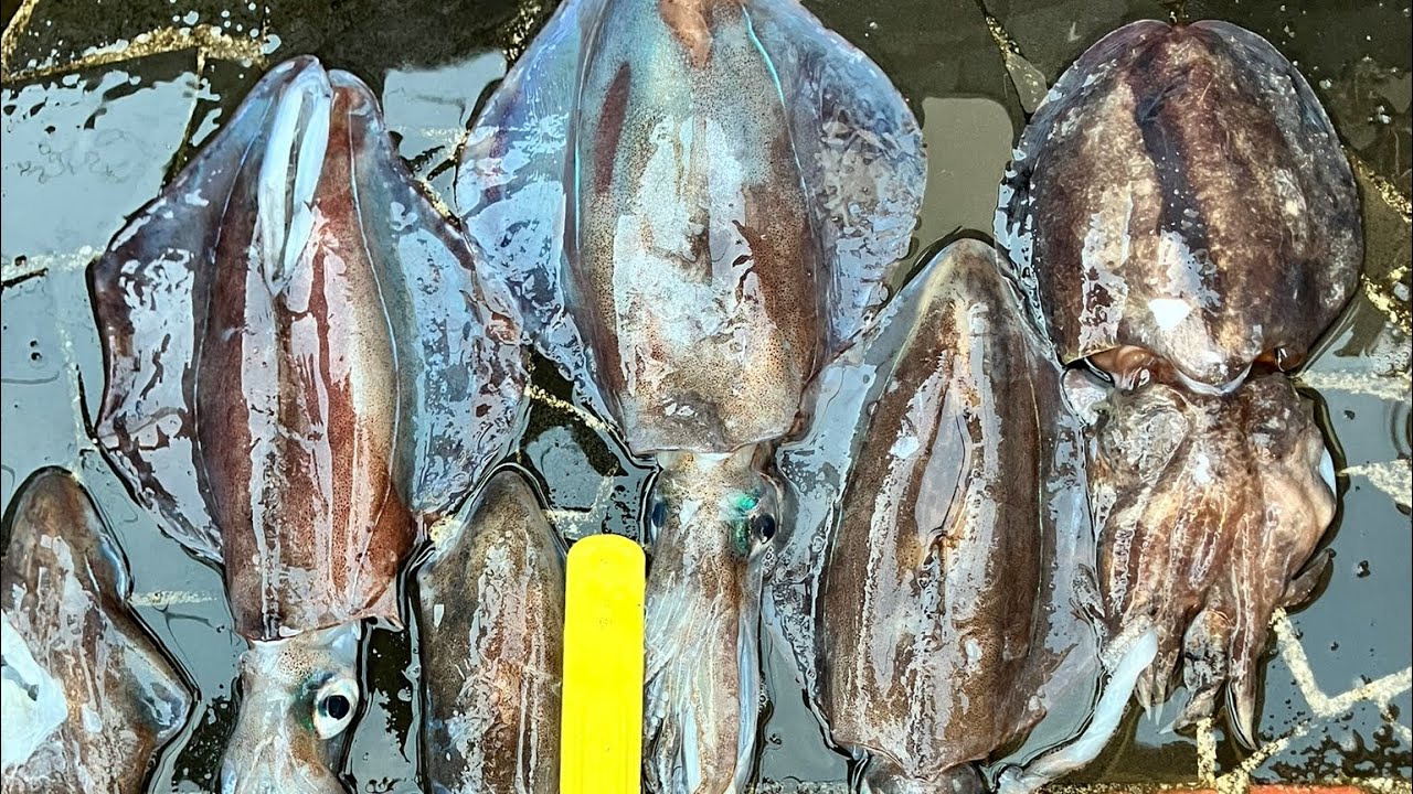 Portsea Spearfishing for Squid