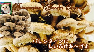 【しいたけ】椎茸栽培キット　バレンタインに椎茸を上司にあげてみてはいかが？　＃森産業株式会社　#栽培キット