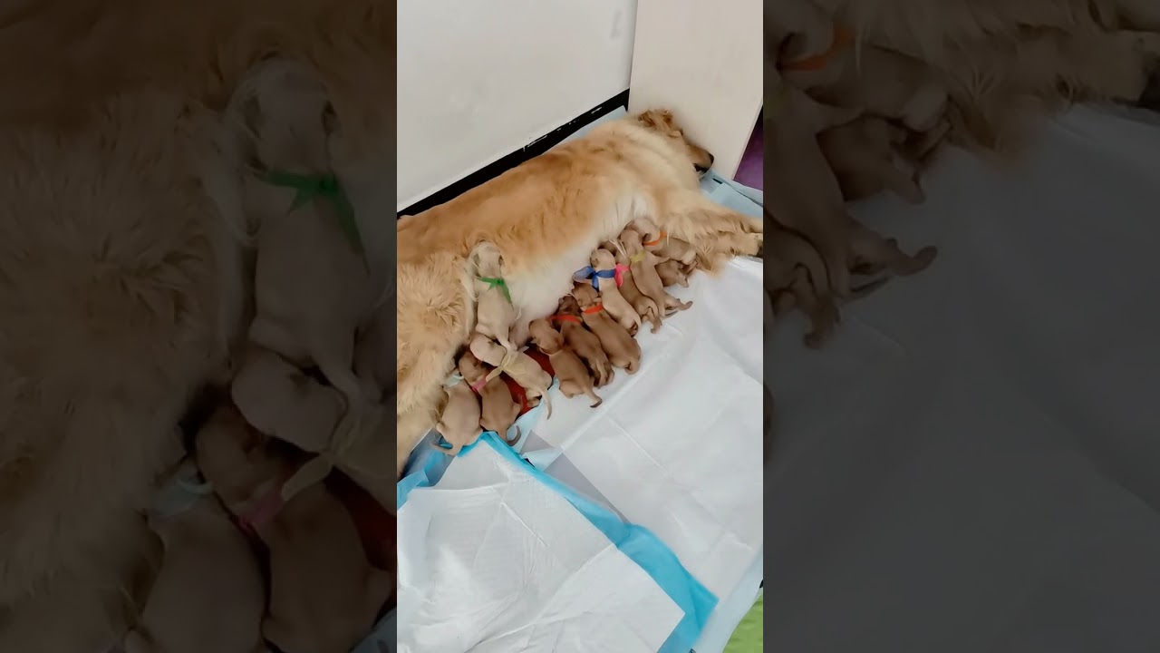 Golden Retriever Breastfeeding New Born Puppies Trailers #94 