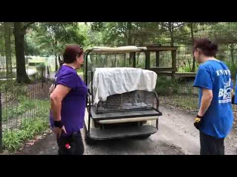 cheetah running speed Frosty Serval goes on vacation in the 22,000 sq ft Funcation enclosure at Big Cat Rescue! Bigcatres