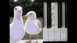 pacemindien musique 17 - Iguane et 18 - Impala