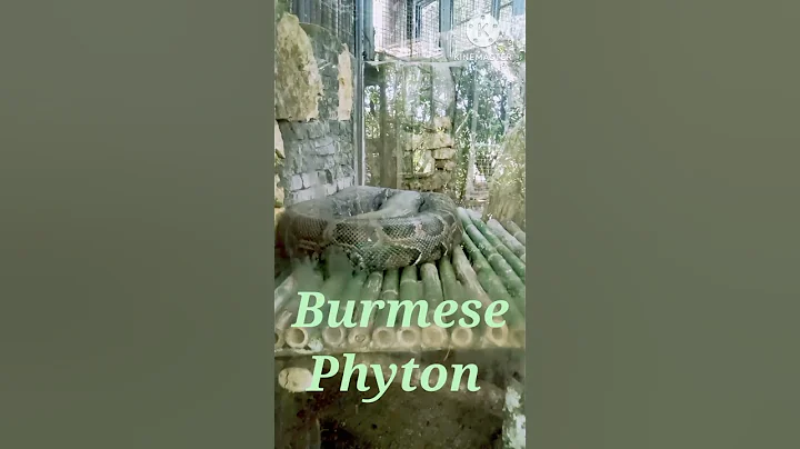 Burmese Phyton #snake #cebusafari  #shortsfeed #shortsyoutube #shorts