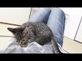 子猫が母親代わりの毛布に甘えながら唐突に寝る
