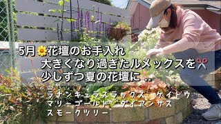 5月🌼花壇のお手入れ　大きくなり過ぎたルメックス✂️ 少しずつ夏花壇に‥ マリーゴールド　ケイトウ