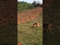 #dog #germanshepherd #doglover #shortsviral #shortvideo #shorts #viralvideo #topbreed