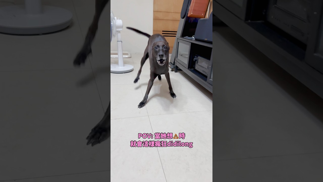 當小狗想要💩就會失控Didilong😂The pre-potty dance!#dogshorts 縮圖