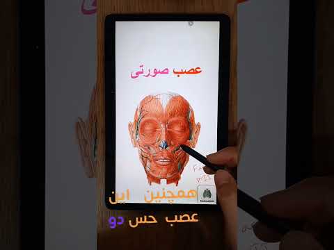 حس صورتت با حرکتش فرق داره دو عصب کلیدی صورت