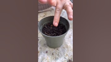 How to grow cabbage from seeds! 🌱 #cabbage #seeding #urbangardening #gardening #shorts