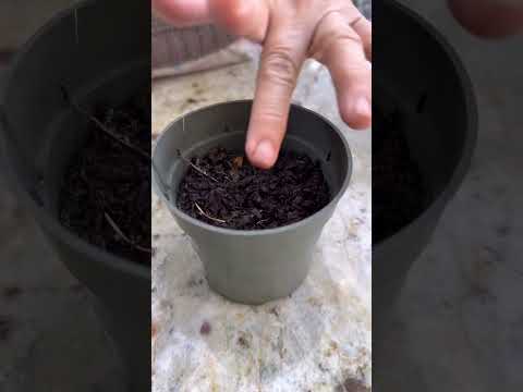 Wideo: Uprawa kapusty Murdoc – jak sadzić nasiona kapusty Murdoc