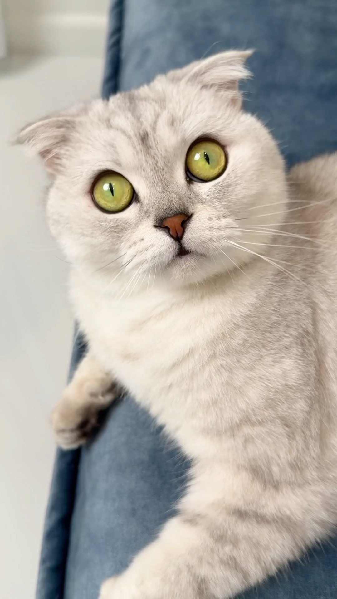 Sonya!??❗️ A mannequin was used in the video❗️ #cat