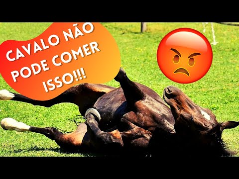Vídeo: Que palha para alimentar um cavalo com úlceras?