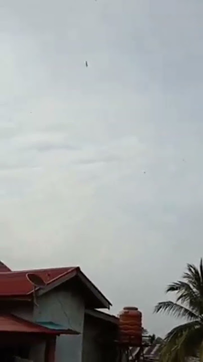 suara panggil burung walet 5 menit langsung datang