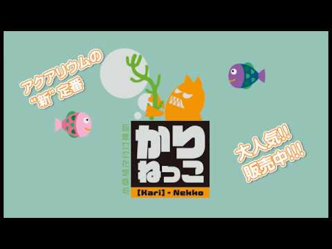 Aquariumの新定番！Yoo~｢かりねっこ」