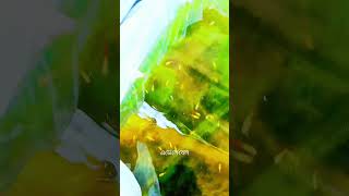 🔥 Amazing Guppy Fish Collection | Digital Fish Farm 🐠 Best Quality Guppies