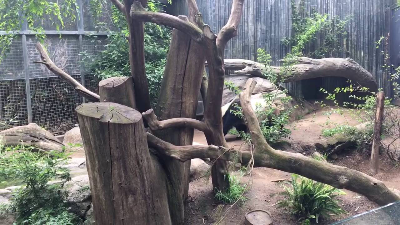 camera iphone 8 plus apk Panda SD zoo