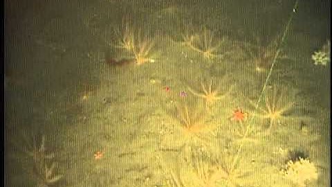 C210NC_tape40o.noaudio.mpg