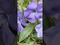 You have more options to look betterbut these flowers are still better because they are more sincere