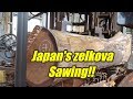 JAPAN'S ZELKOVA SAWING!!