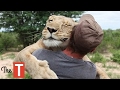 10 Unbelievable Animals That SAVED People's Lives