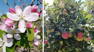 ماذا تحتاج شجرة التفاح لكي تثمر بغزارة fruitful anna apple tree