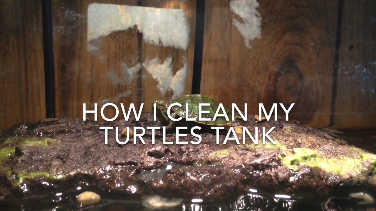 How to clean a red eared sliders tank YouTube