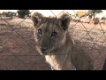 Blood lions teaser  cub petting