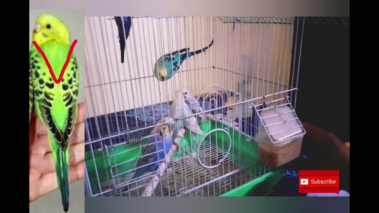 اسهل طريقة لانتاج الرينبو بدون صافي الجناح فقط بطيور عادية🤫🤫